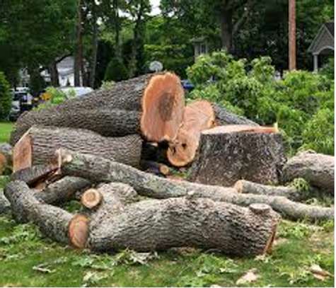 Abattage et élagage d'un arbre ou de plusieurs arbres image 1