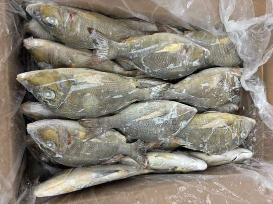 POISSON SOUMPOTT = EMPEREUR à Vendre image 4
