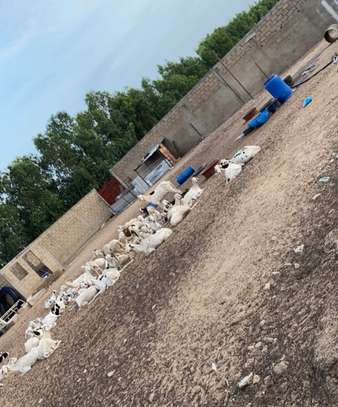 LOTS DE MOUTONS LADOUM A VENDRE: FEMELLES ET MALES image 4