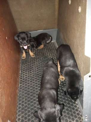 CHIOTS  ROTVEILLERS PURE RACE image 3