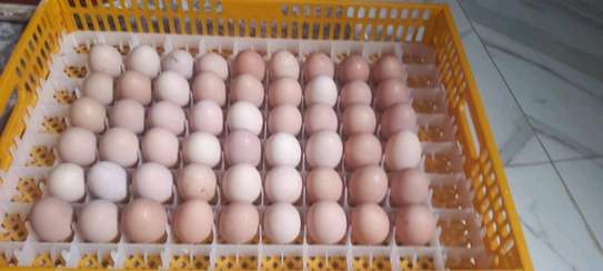 Poussins et œufs fertiles poulet goliath image 10