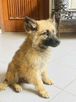 Berger allemand chiot beige clair masque noir doux image 2