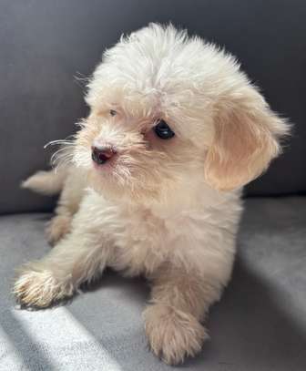 BICHONS à vendre image 3