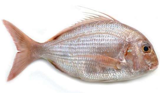 10 kg seud TG, sompate TG, beurre TG, todjé, image 3