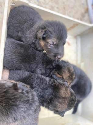 Chiot Berger Allemand image 8