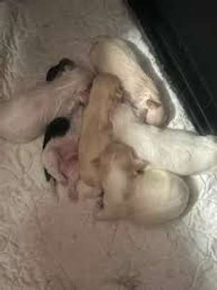 Bichon maltais 1 a 6 mois image 1