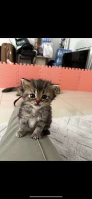 Chatons Chinchilla Persans – 2 mois et 2 semaines image 3