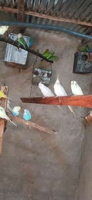 Oiseaux exotiques à vendre image 6