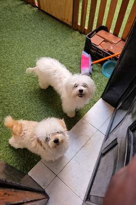 Bichon adulte image 5