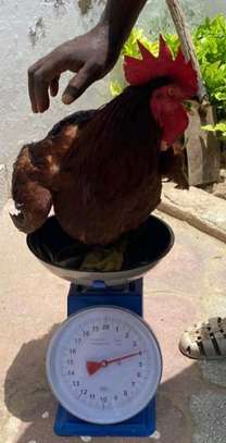 Poussins et œufs fertiles poulet goliath image 4