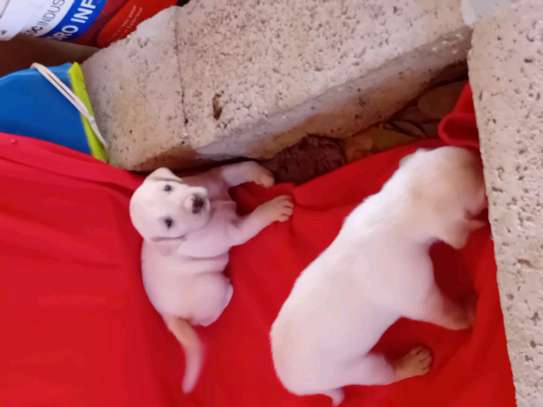 Labrador noir jeune affectueux et joueur image 12