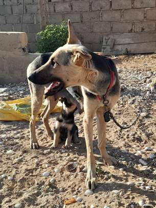 Chiots à vendre image 6