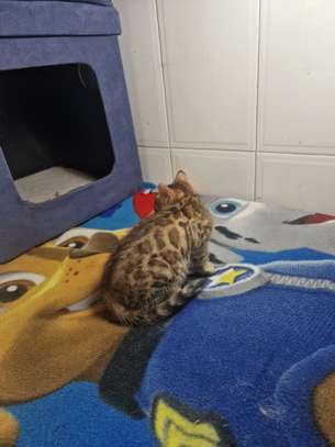 Bengal image 2