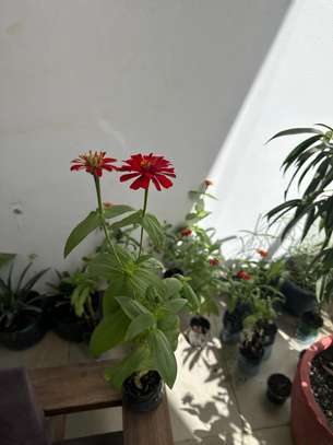Plantes fleuries - zinnias image 4