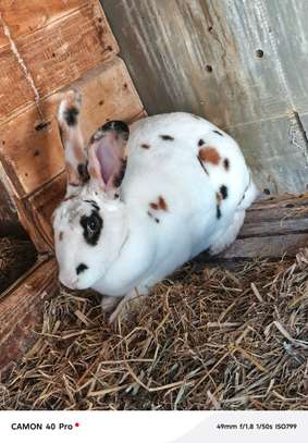 Magnifiques lapin🐰🐇 disponibles image 2