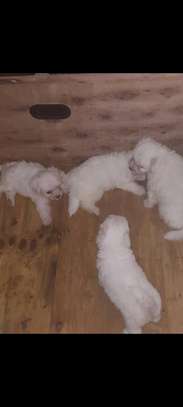 Chiots Bichon maltais image 4