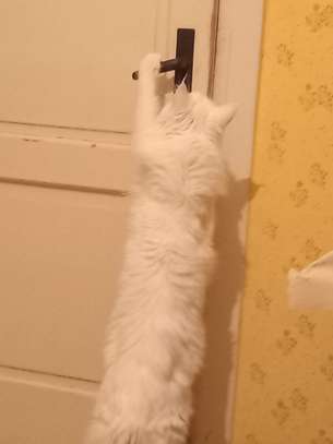 Maine Coon image 5