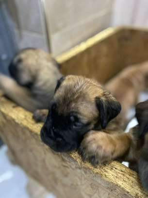 BOERBOEL image 6