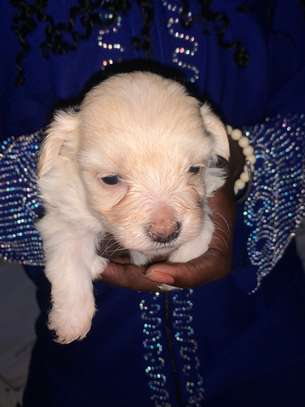 Bichon Maltais image 4