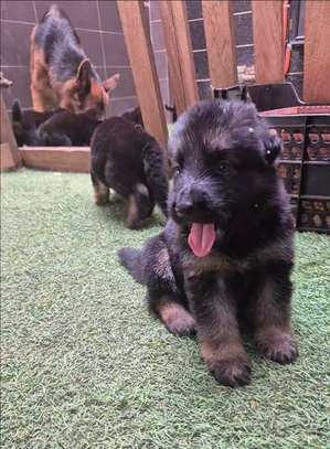 Chiot berger allemand pur image 2