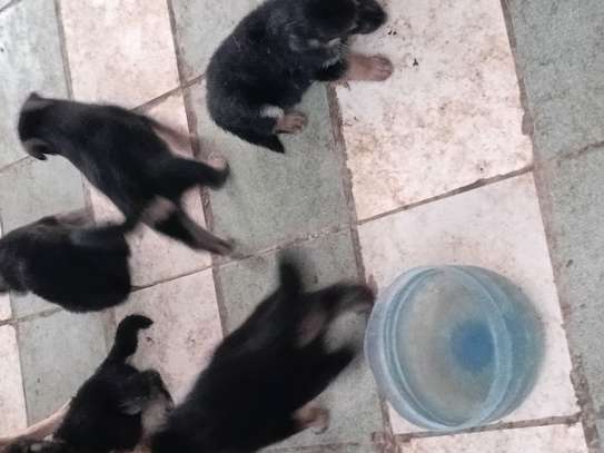Chiots a vendre image 11