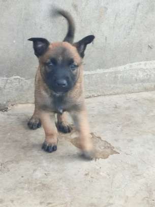 chiots malinois pure sang image 2