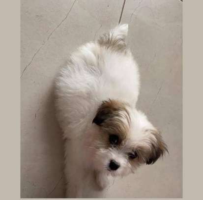 Bichon maltais 1 a 6 mois image 4