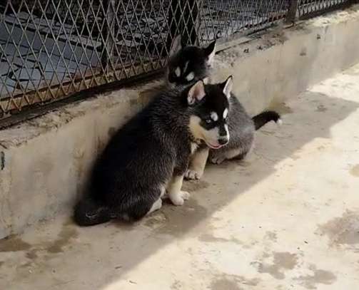 Husky image 2