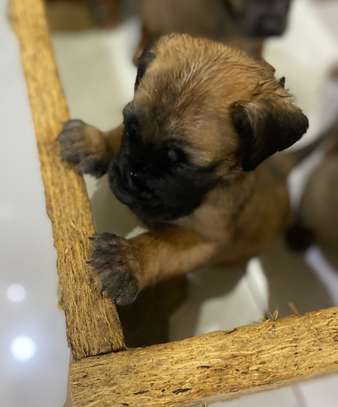 BOERBOEL image 3