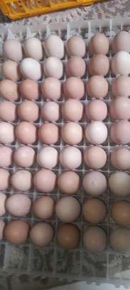 Poussins et œufs fertiles poulet goliath image 9