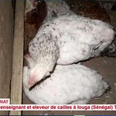 Œufs fécondés de poule Goliath image 1