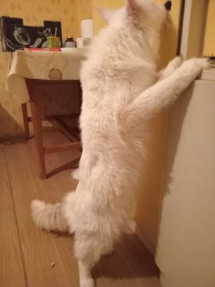 Maine Coon image 6
