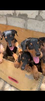 Chiots doberman image 3