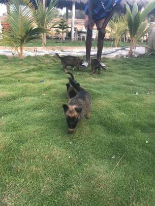 Chiot berger malinois image 3