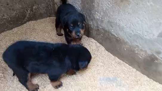 Male rotweiller image 2