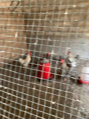 Poulets disponible image 5