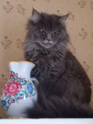 Maine Coon image 11