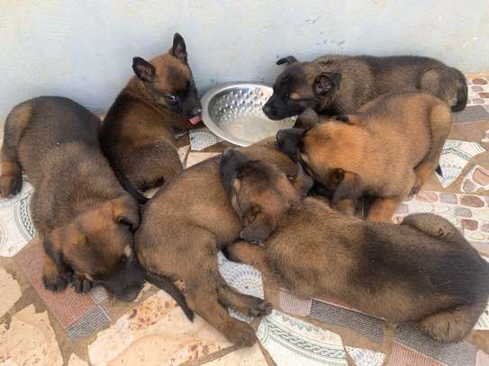 Malinois parents importés image 1