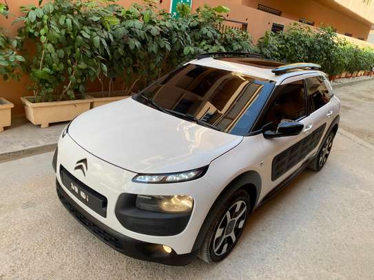 C4 cactus image 3