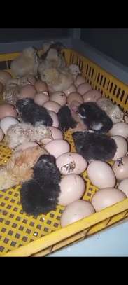 Poussins Goliath vaccinés à vendre image 11