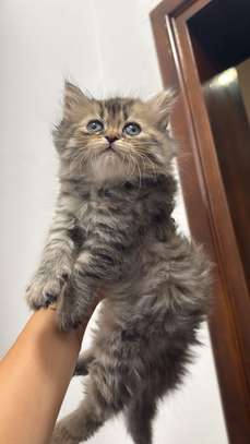 Chatons Chinchilla Persans – 2 mois et 2 semaines image 1