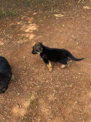 CHIOTS BERGERS ALLEMAND PURE SANG image 2
