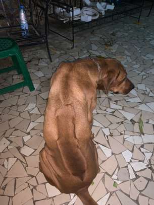 Chiot Rhodesian Ridgeback X malinois image 5
