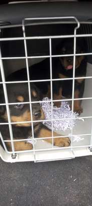 VENTE DE COUPLE CHIOTS ROTTWEILER image 7