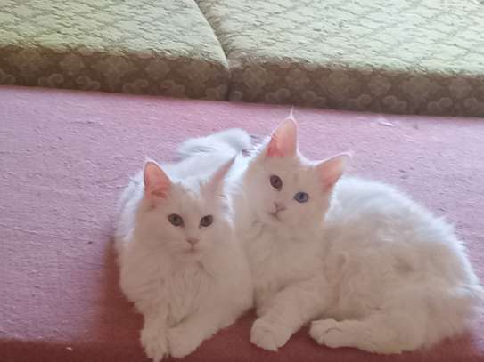 Maine Coon image 3