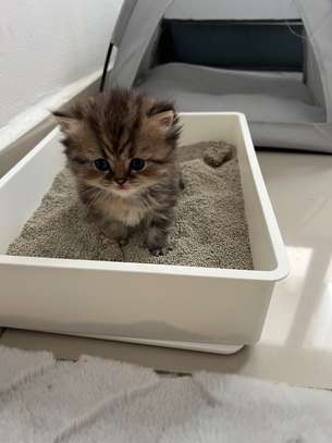 Chatons Chinchilla Persans – 2 mois et 2 semaines image 6
