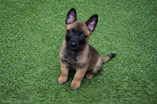 Berger Belge malinois mâle image 1
