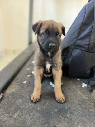 Malinois chiot fauve charbonné image 6