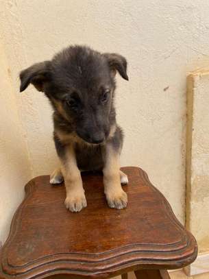 Chiot berger allemand poils longs image 5