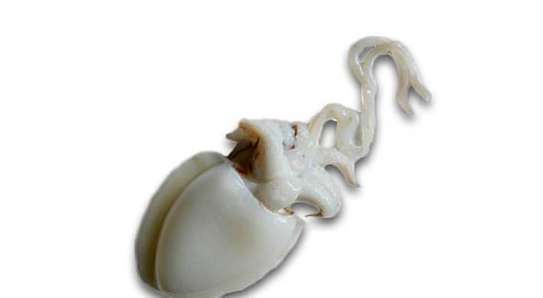 Seiche , calamar, crabe, pince crabe image 3